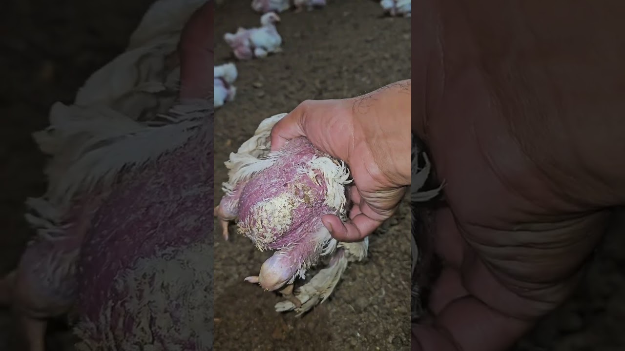 ঠান্ডা কাশি না যাওয়ার কারণ সম্পর্কে স্টাফের ধারণা_