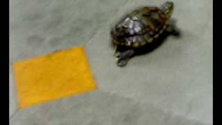 TURTLES Walk Cycle
