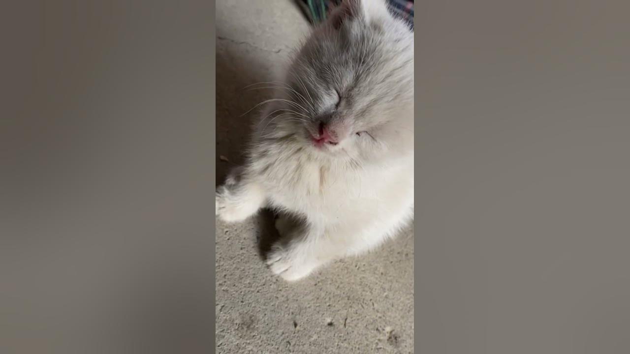 Kitten trying really hard to stay awake😹 #cutekitty - YouTube