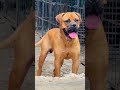 #americanbully #canecorso #trending