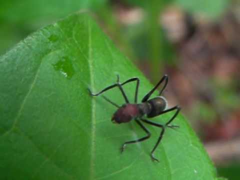 Amazing Insects Vol.2, No.9: Ant-mimicking Katydid