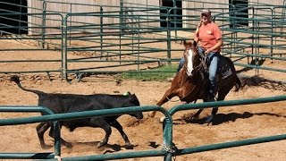 *Sold* Pretty N Smart - Ranch Sorting Practice