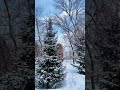 Музыка утра 🔊 #nature #winter #зима #слушай #пениептиц