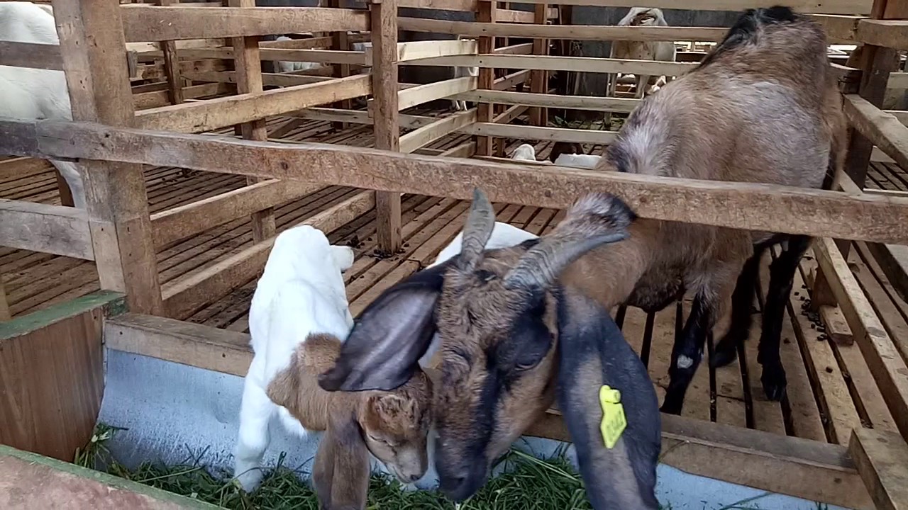 Peternak kambing Boer di J'Gers Frams Gedeg Mojokerto 