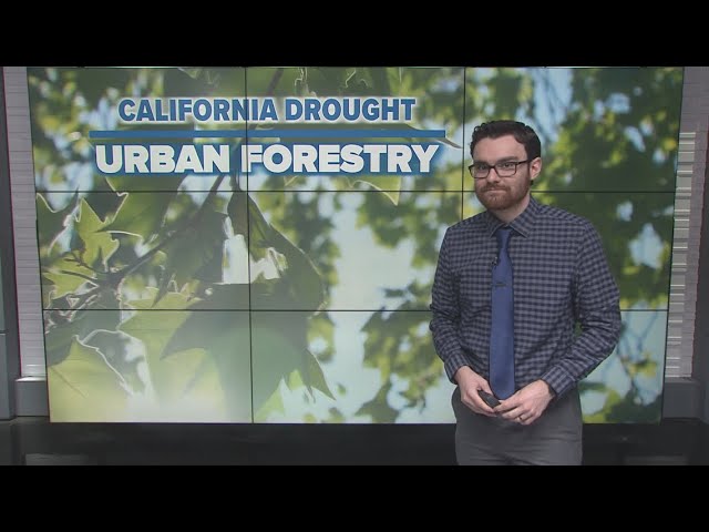 California Drought: Full reservoirs, stubborn snowpack and the critical role of urban forestry