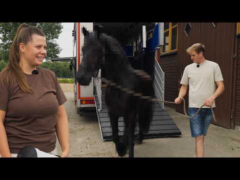 NEW HORSES for the FARM?