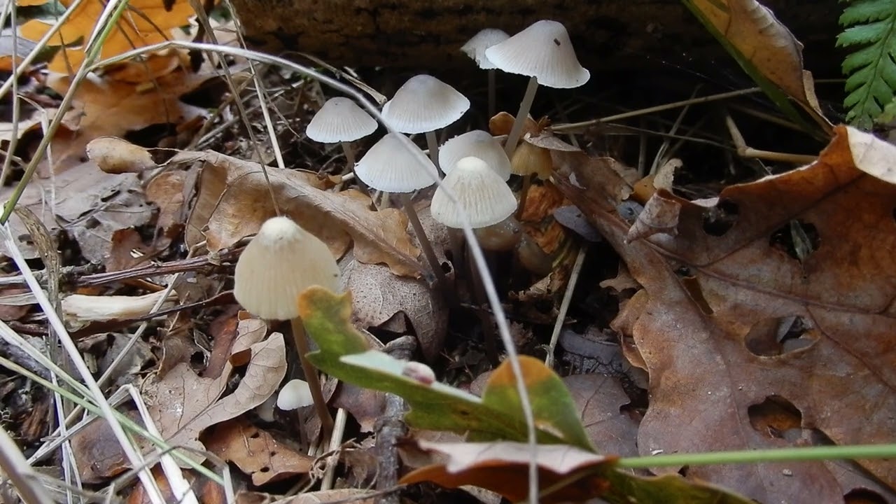 20221016 11 Oostvoorne Kranenhout Bundelmycena