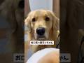 モンちゃんの可愛いお口#goldenretriever #ゴールデンレトリバー