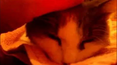 Ode to A Sweet Cat - Farewell My Love