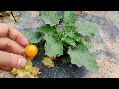 Video: Physalis, Fructe De Pădure în Capotă