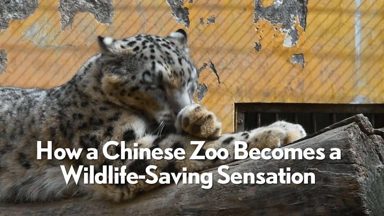 How a Chinese Zoo Becomes a Wildlife-Saving Sensation - YouTube