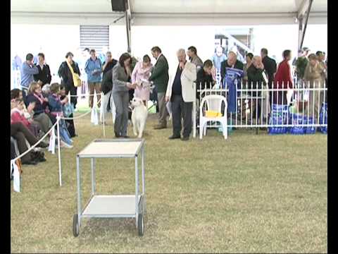 Perth Royal Show 2008 -RUBIS Aust Ch Trueblend No ...