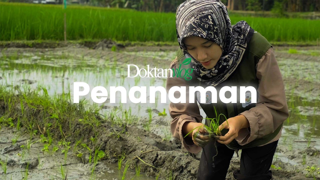 Tanam Padi dari Nol – Episode 3: Penanaman di Lahan