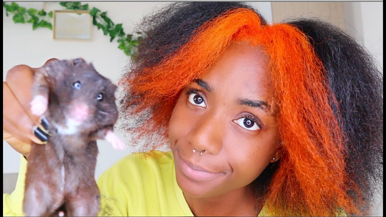 E Girl Color Streak Hair Trend On 4c Natural Hair Meet My Cute Hamster Penny Vlogmas Day 4 Youtube E Girl Color Streak Hair Trend On 4c Natural Hair Meet My Cute Hamster Penny Vlogmas Day 4 Youtube