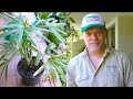 Repotting a raphis palm  greg the gardener