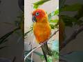 Sun conoure parrot chirping #asmr #birds #parrot