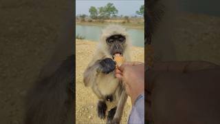 Baby Langur Eating Biscuit 😍 Cute Monkey Feeding Moment #shorts