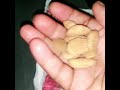 High flyer pigeons fitness food