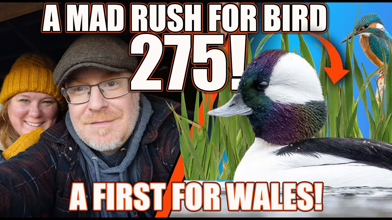 Безумная гонка за птицей № 275! Первый в истории рекорд для Уэльса!