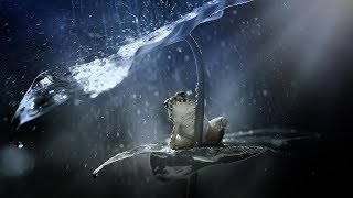 Пение птиц Звуки дождя Релакс Пение птиц Звуки дождя Релакс