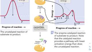 Kinetics 12: Catalysts