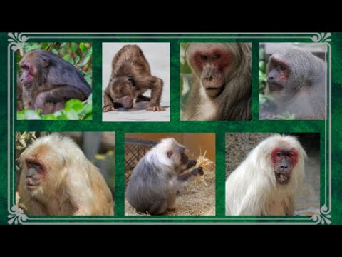 Vidéo: Quelle est la taille d'un macaque à queue tronquée ?