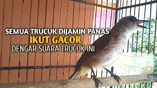 Trucuk BETINA memanggil Jantan Suara Birahi Ngecuplik 100% pancingan trucukan gacor agar BUNYI EMOSI