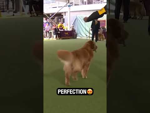 Video: Das Neueste in Sachen Hunde-Reisen von Global Pet Expo