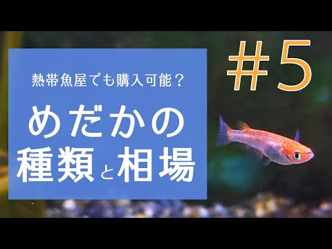 熱帯魚屋でも人気品種が！めだかの種類と相場を解説してみた。ー 会社 