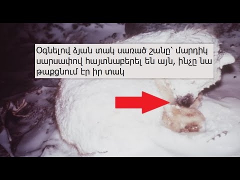 Օգնելով ձյան տակ սառած շանը՝ մարդիկ սարսափով հայտնաբերել են այն, ինչը նա թաքցնում էր իր տակ