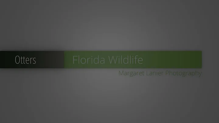 Florida Wildlife Otters - Margaret Lanier