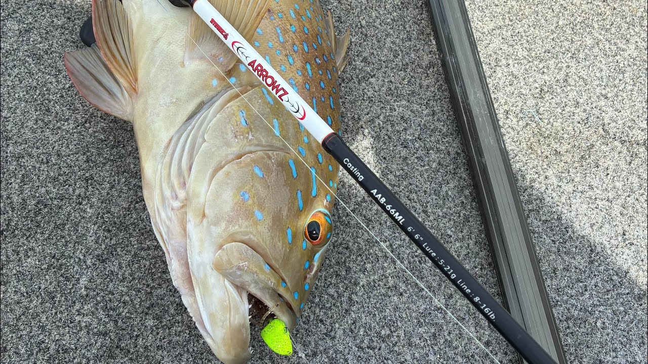 Коралловая форель и Фингермарк после циклона.