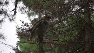 Amity Creek Great Horned Owl Eating Opossum At Half Speed