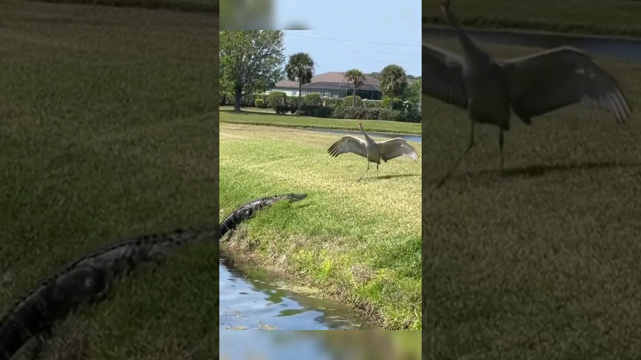Gangster bird sent 8-foot alligator scrambling back to pond, Florida