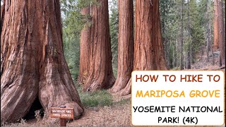 How to Hike to Mariposa Grove, Yosemite National Park (4k)