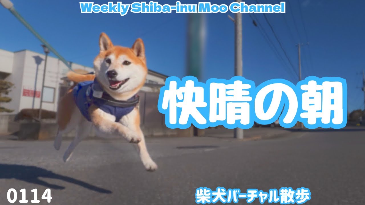 【柴犬】快晴の朝 #250