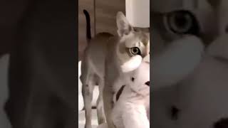 Kedi videoları #kedivideoları #komikkedivideoları #keşfet #keşfetbeniöneçıkar #keşfetteyiz #keşfete