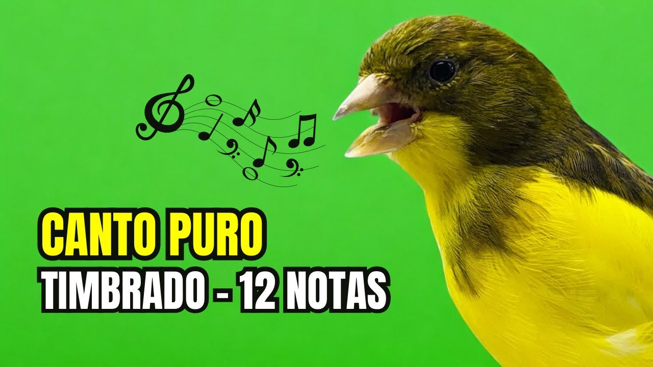 Canto PURO de canário TIMBRADO espanhol ORIGINAL (5 Blocos de 20’ e descansos 10’)