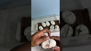 Epic Egg cutting on day 50 Leo bee x clown  7 Eggs, 9.23.2021