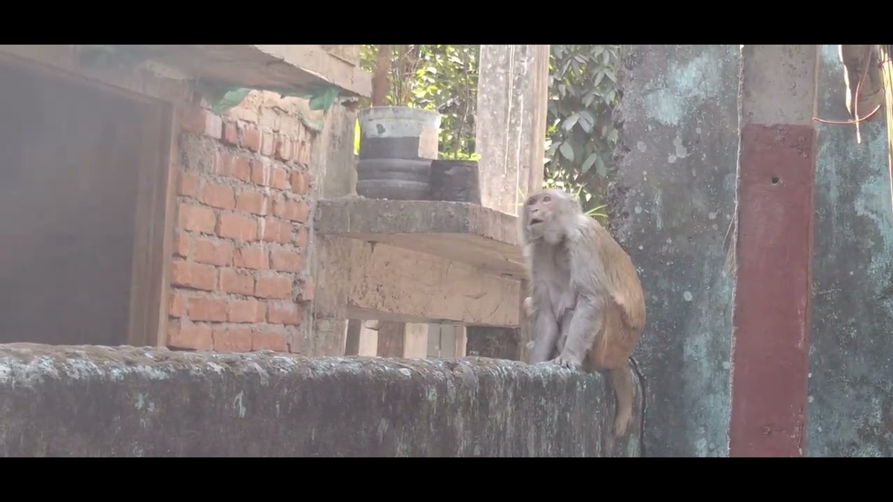 ওদের পিছনেই সারাদিন চলে গেলো 🤔🤔