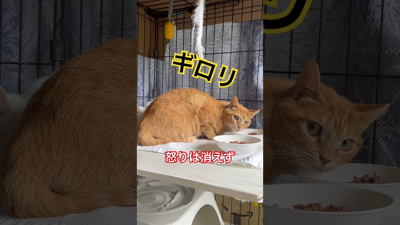 保護8日目 ほんと、ごめん…