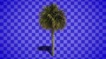 Small Palt Tree Swaying In The Wind Free Footage With Prekeyed Alpha