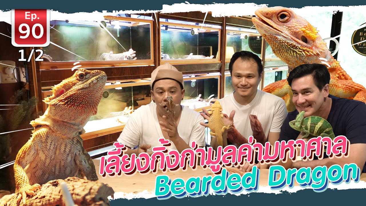 Bearded Dragon เลี้ยงกิ้งก่ามูลค่ามหาศาล – เพื่อนรักสัตว์เอ้ย EP.90 [1/2] | ข้อมูลที่อัปเดตใหม่เกี่ยวกับกิ่งกา