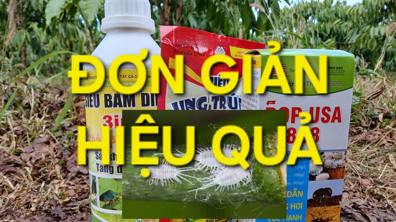 Biện pháp trị rệp sáp cà phê, đơn giản, hiệu quả. MV Nhân Trí