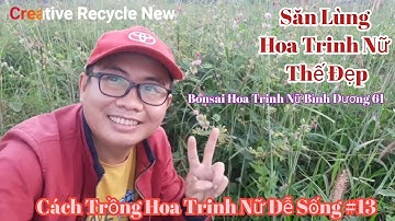 Săn Lùng Hoa Trinh Nữ Thế Đẹp - Cách Trồng Hoa Trinh Nữ Dễ Sống #13