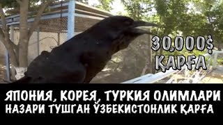 ЭГАСИ 30.000 ДОЛЛАРГА СОТМАГАН ЎЗБЕКИСТОНЛИК ГАПИРАДИГАН ҚАРҒА