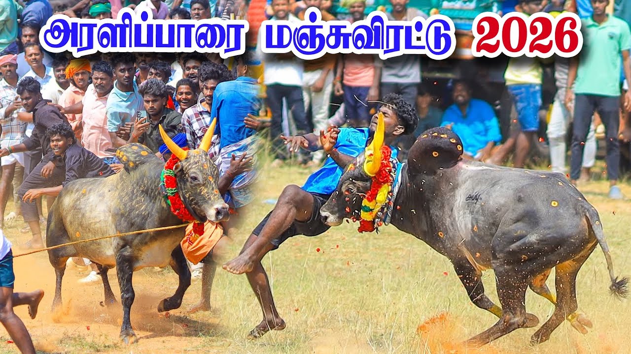அரளிப்பாறை மஞ்சுவிரட்டு  2026
