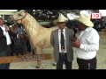Equino: Caballos ganadores en la feria Xmatkuil, Yucatán 2014
