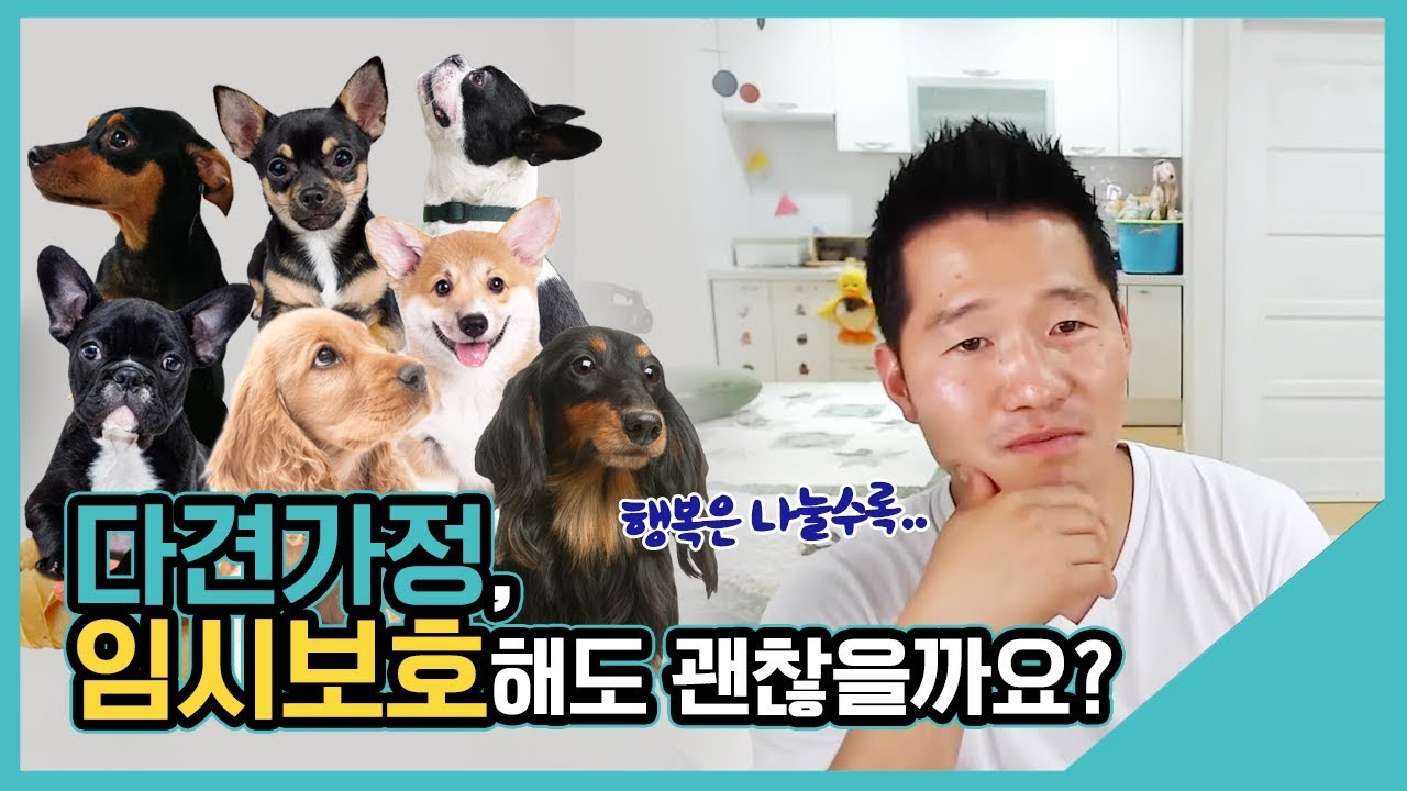 다견가정, 임시보호해도 괜찮을까요?｜수밤라이브