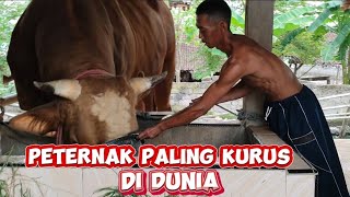 Koleksi Sapi Jumbo Di Kandang Penyedia Hewan Qurban